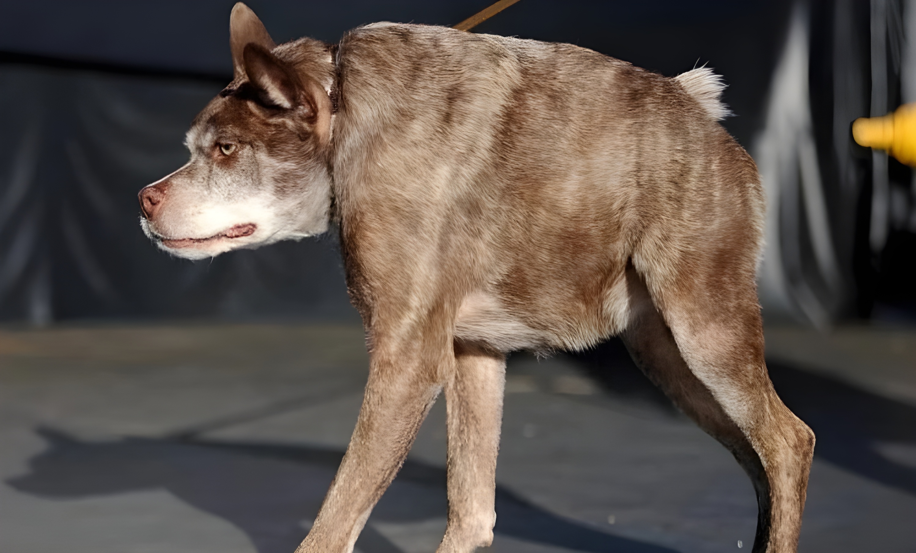 photograph of Alan Guth